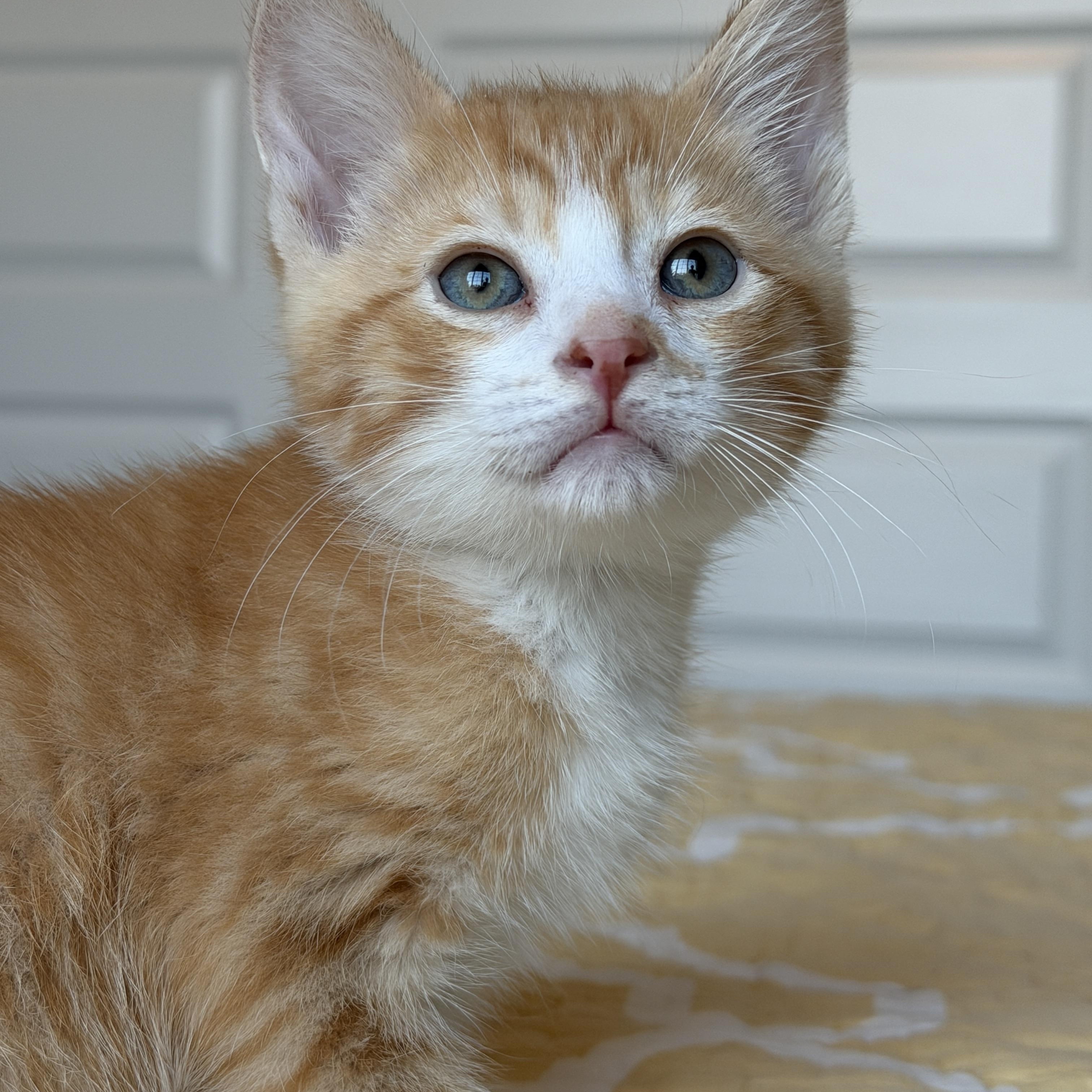 Ferb, an adopted Tabby in Pasco, WA image 3/6