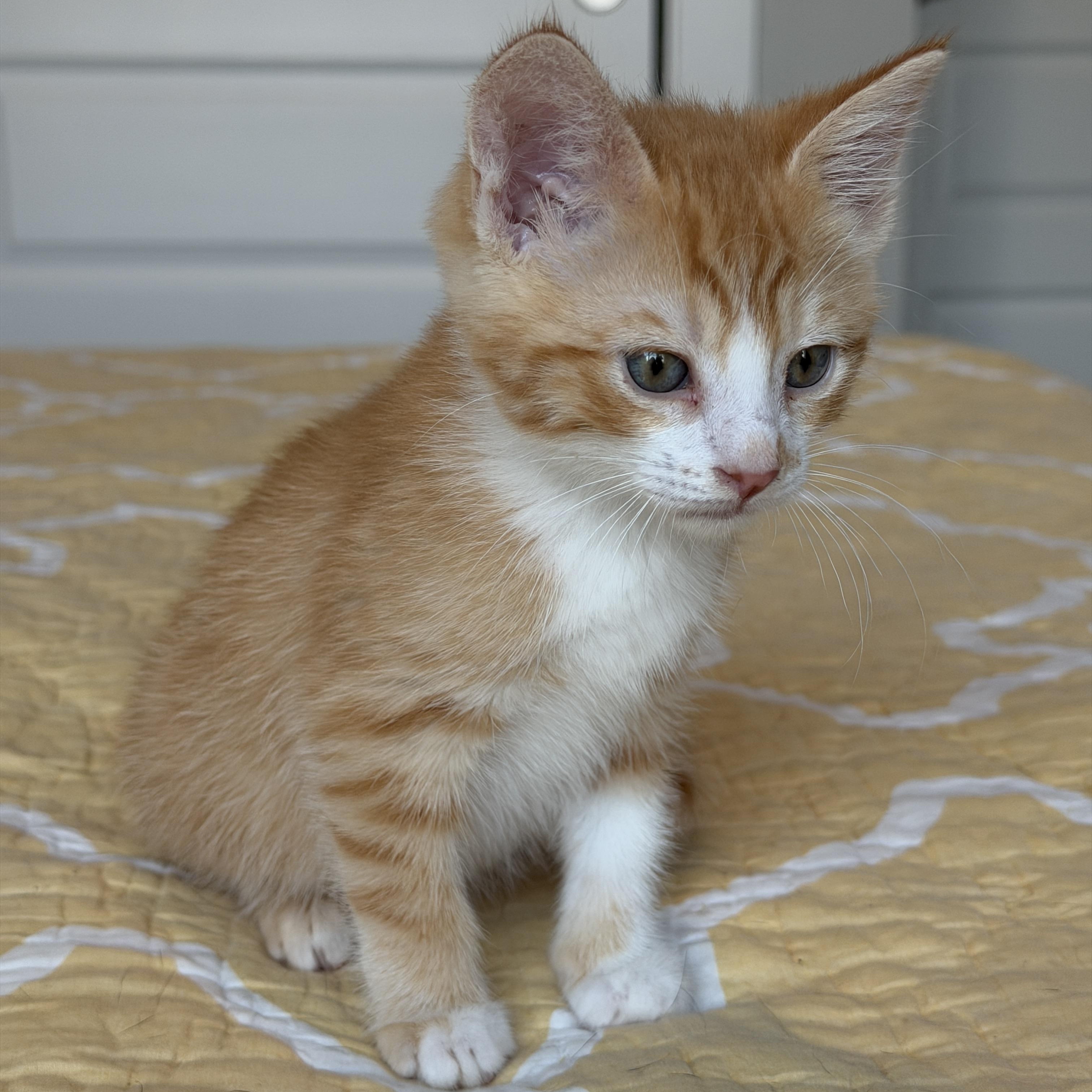 Ferb, an adopted Tabby in Pasco, WA image 2/6