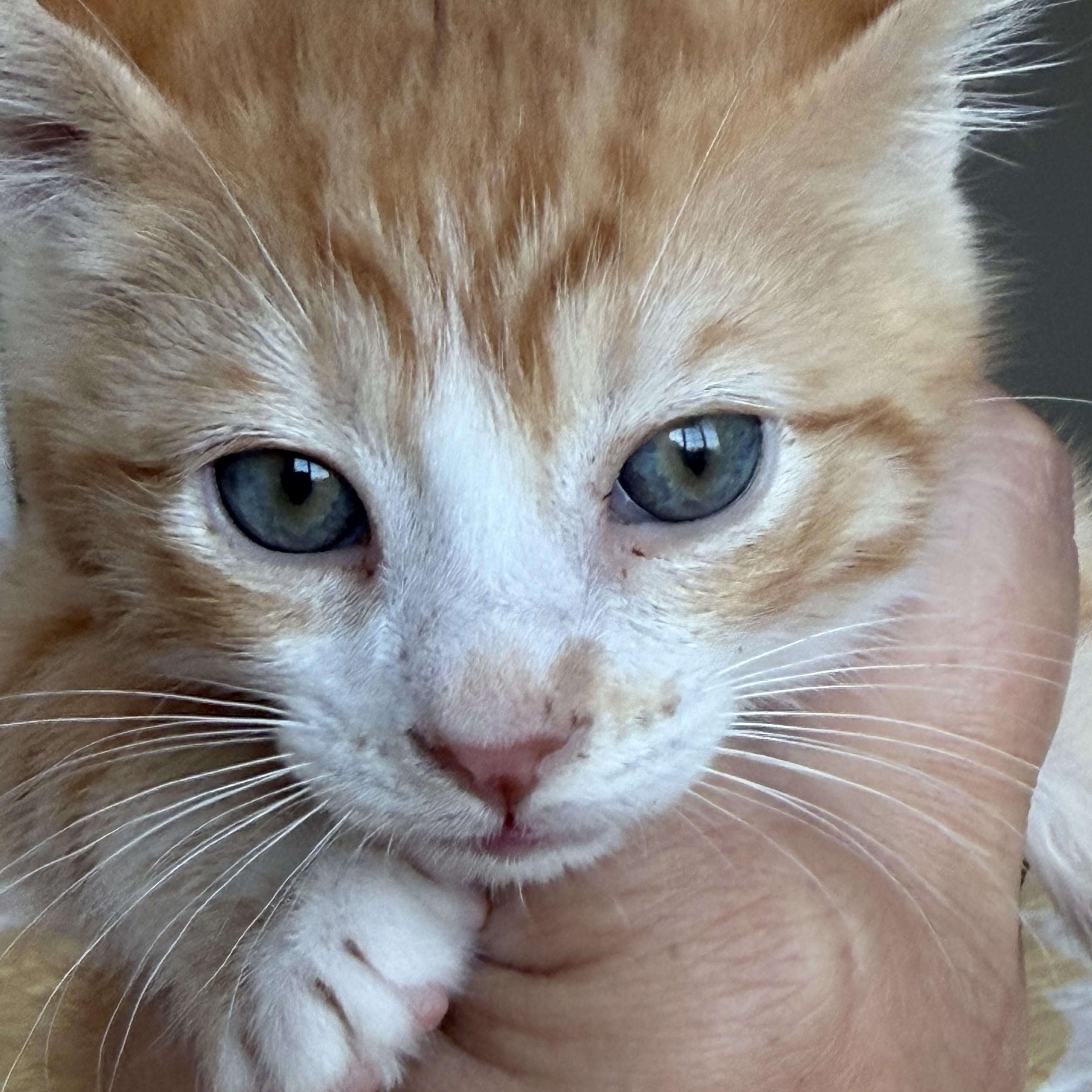 Ferb, an adopted Tabby in Pasco, WA image 6/6