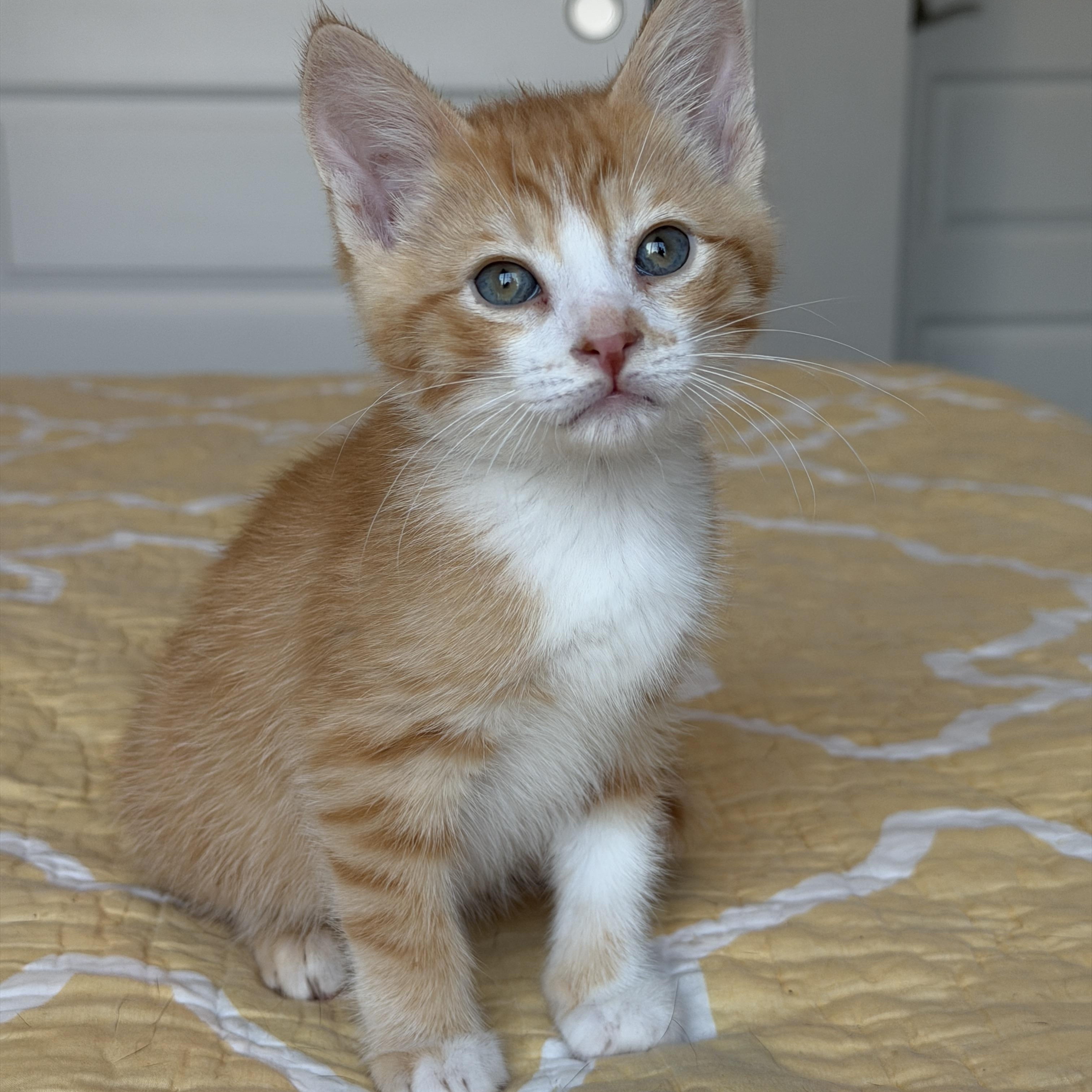 Ferb, an adopted Tabby in Pasco, WA image 5/6