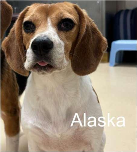 Enlarge Alaska, a Adoptable Beagle in O'Fallon, MO image 2/2