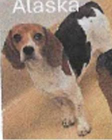 Alaska, Adoptable, Young Female Beagle.