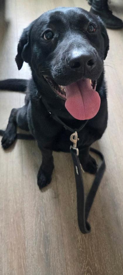 Moreno, adopted, Adult Male Black Labrador Retriever.