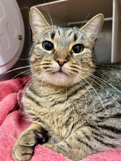 Enlarge FENELLA, a Adoptable Domestic Short Hair in York, SC image 1/1