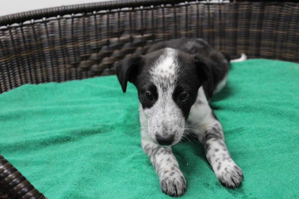Lurch, Adoptable, Puppy Male Border Collie & Cattle Dog.