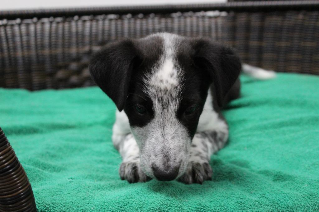 Enlarge Lurch, a Adoptable mixed breed in Neillsville, WI image 2/3
