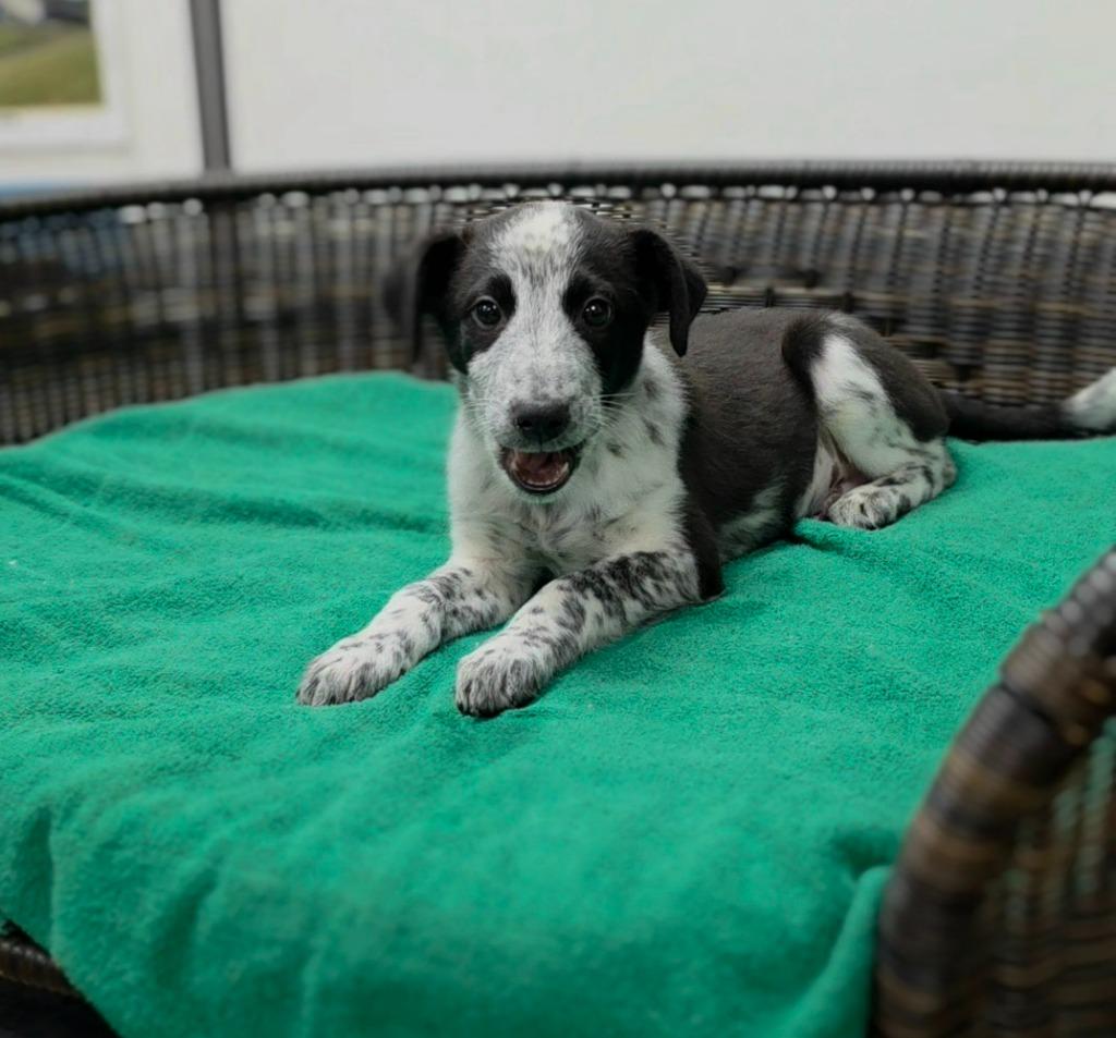 Enlarge Lurch, a Adoptable mixed breed in Neillsville, WI image 3/3