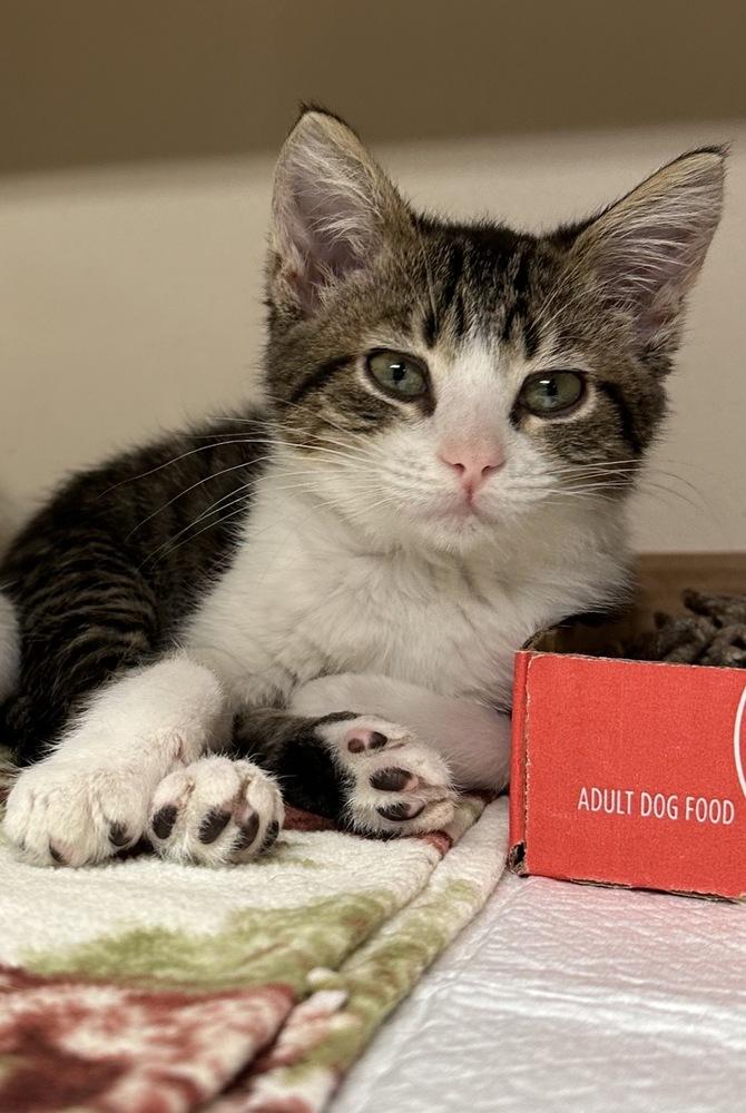 **Cat Cafe** Jet, Adoptable, Kitten Male Domestic Short Hair.