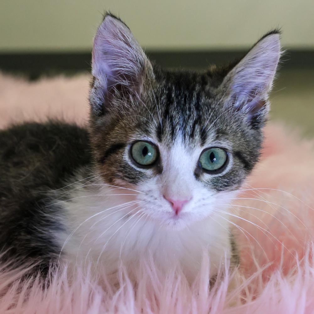 **Cat Cafe** Jet, a Adoptable Domestic Short Hair in Topeka, KS image 2/2