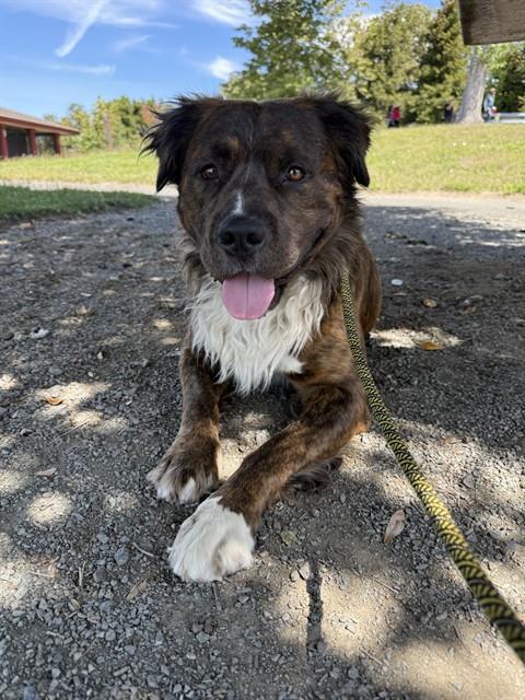 BUSTER, Adoptable, Adult Male Pit Bull Terrier & Chow Chow.