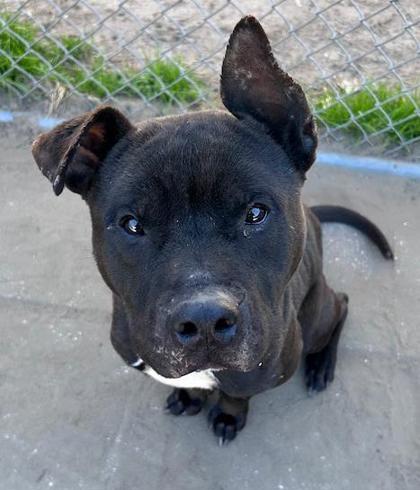 Bill, Adoptable, Adult Male Mixed Breed & Mixed Breed.