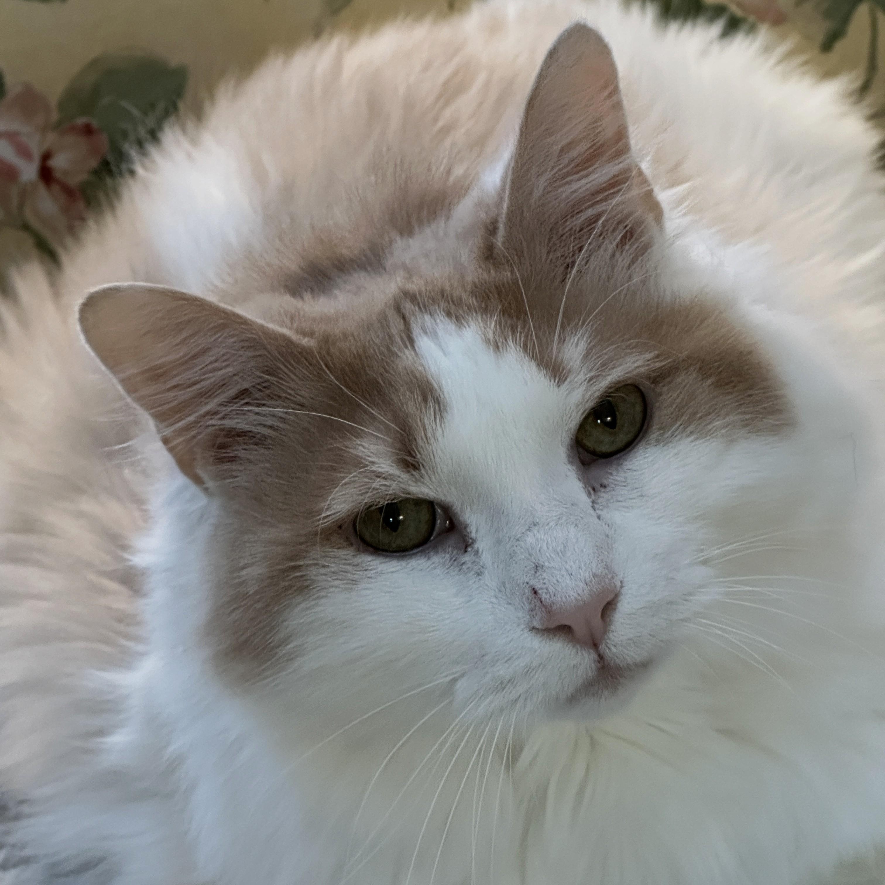 Enlarge Icee, a Adoptable Domestic Medium Hair in Baltimore, MD image 3/5