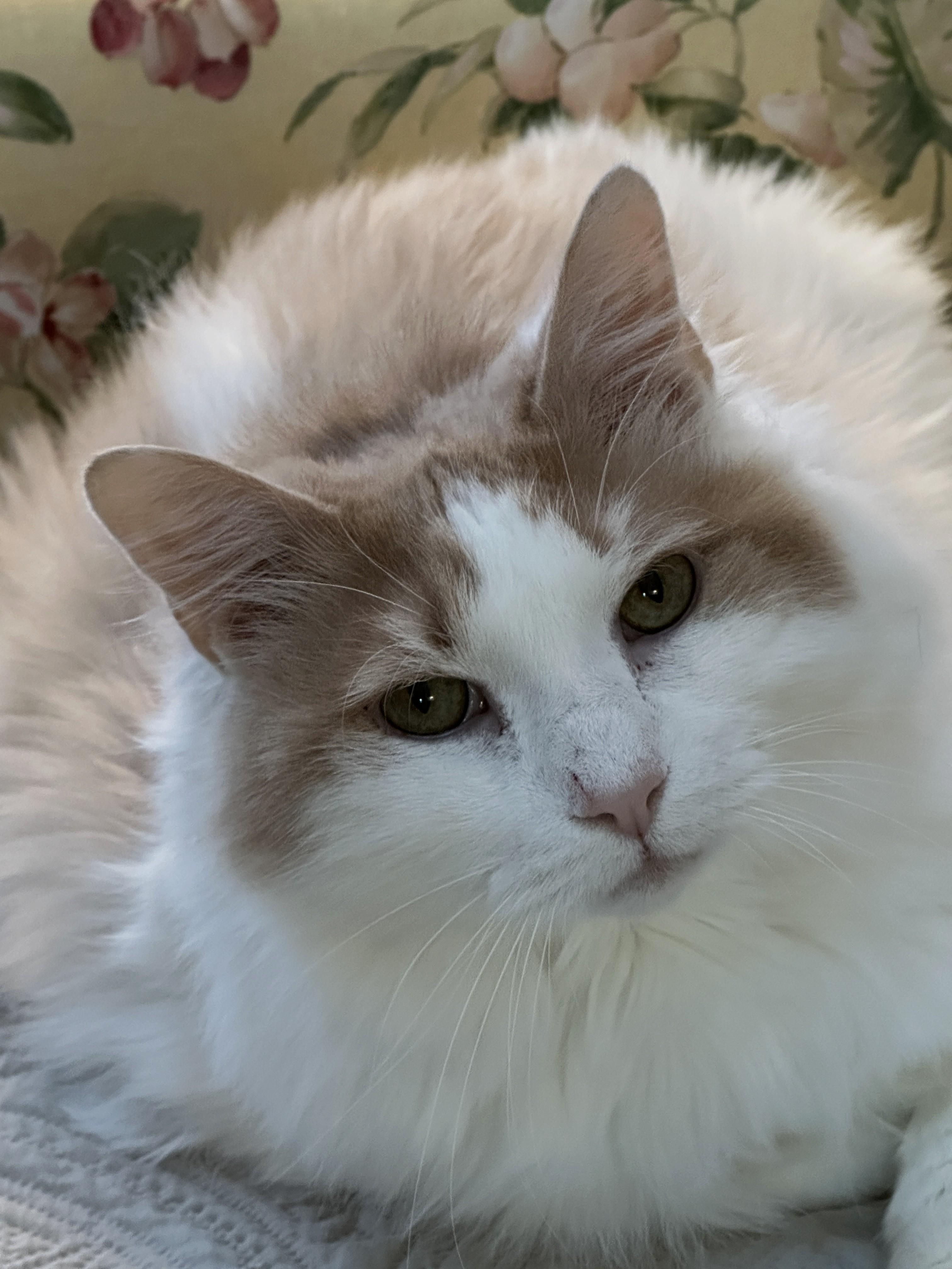 Enlarge Icee, a Adoptable Domestic Medium Hair in Baltimore, MD image 3/5