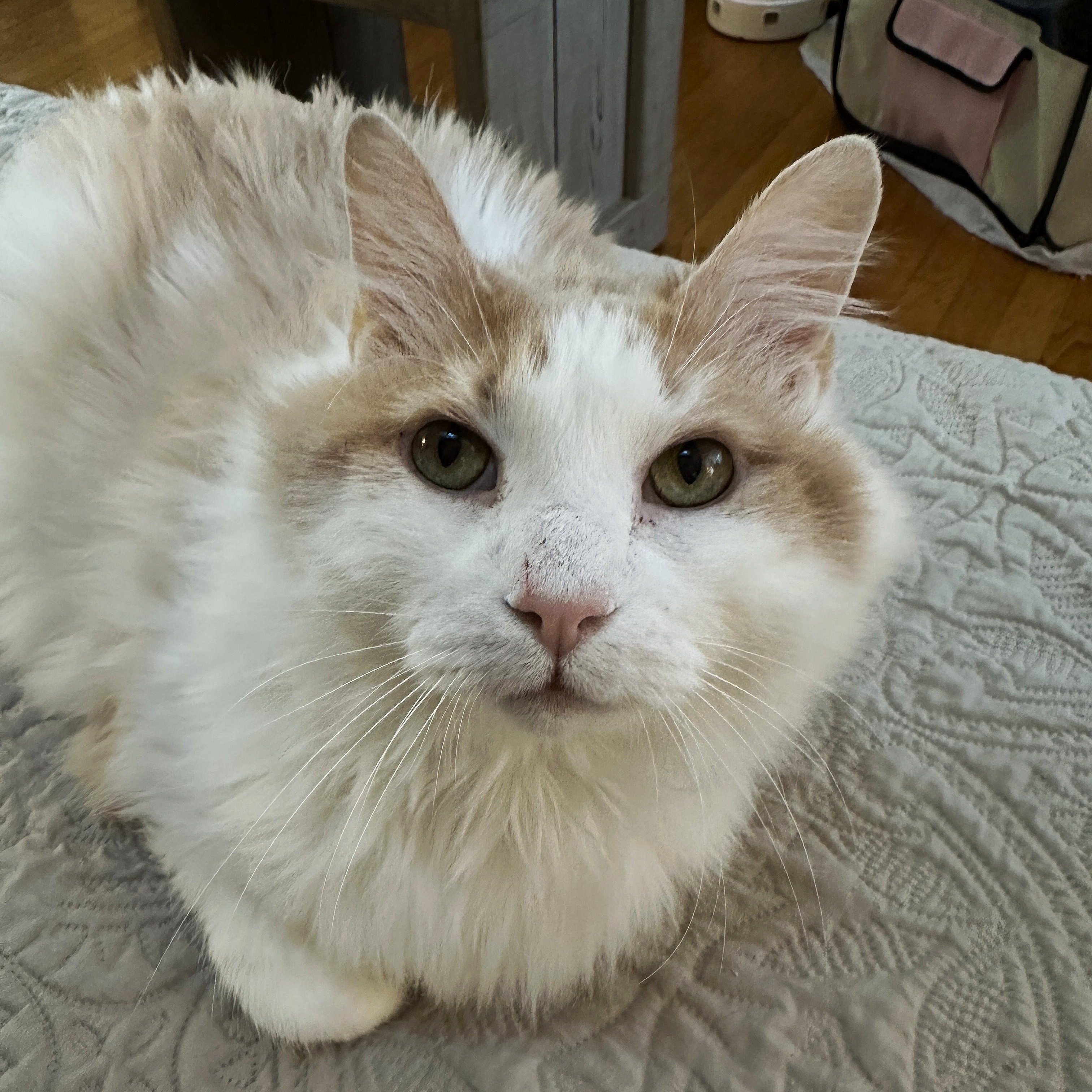 Enlarge Icee, a Adoptable Domestic Medium Hair in Baltimore, MD image 4/5