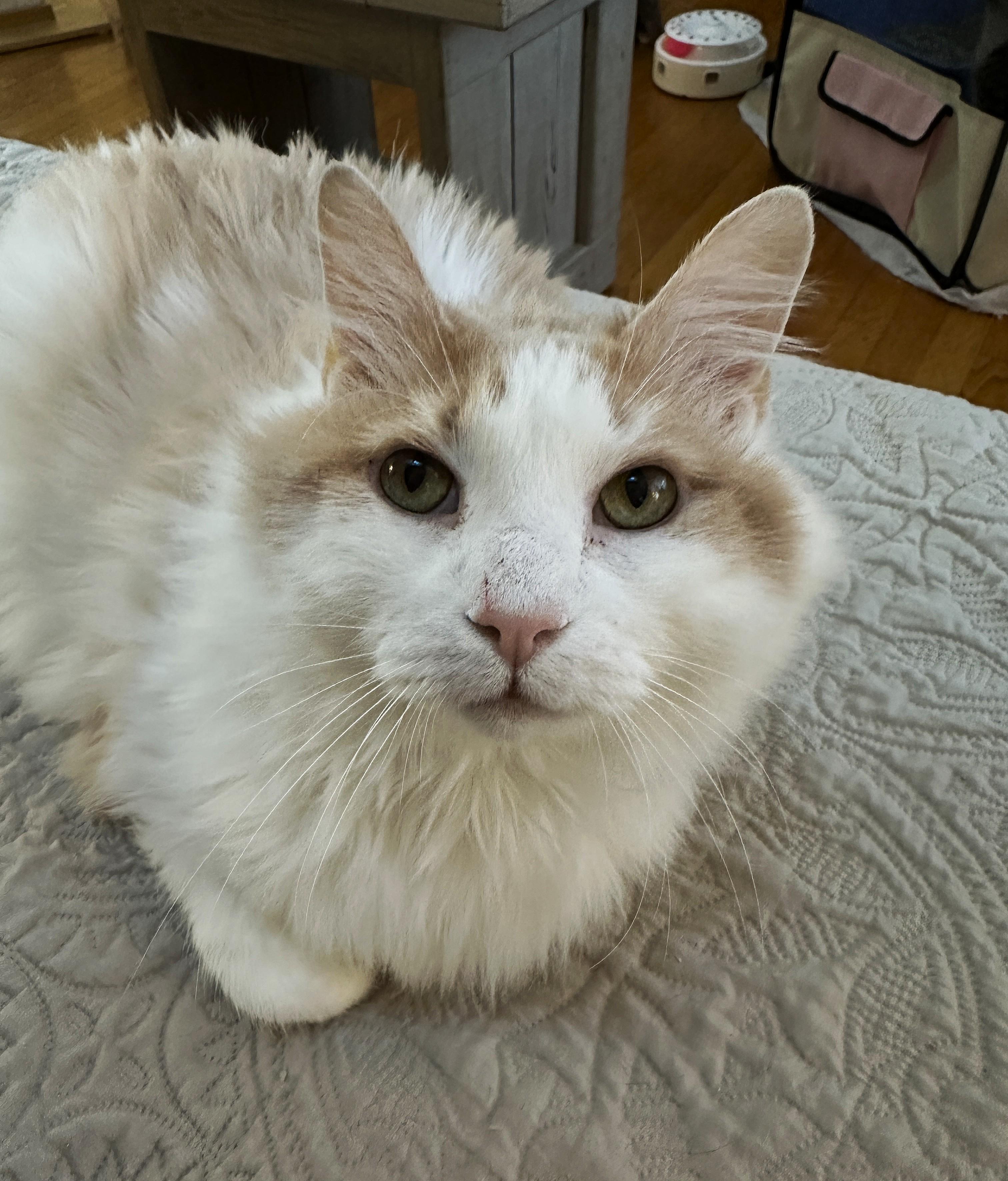 Enlarge Icee, a Adoptable Domestic Medium Hair in Baltimore, MD image 4/5