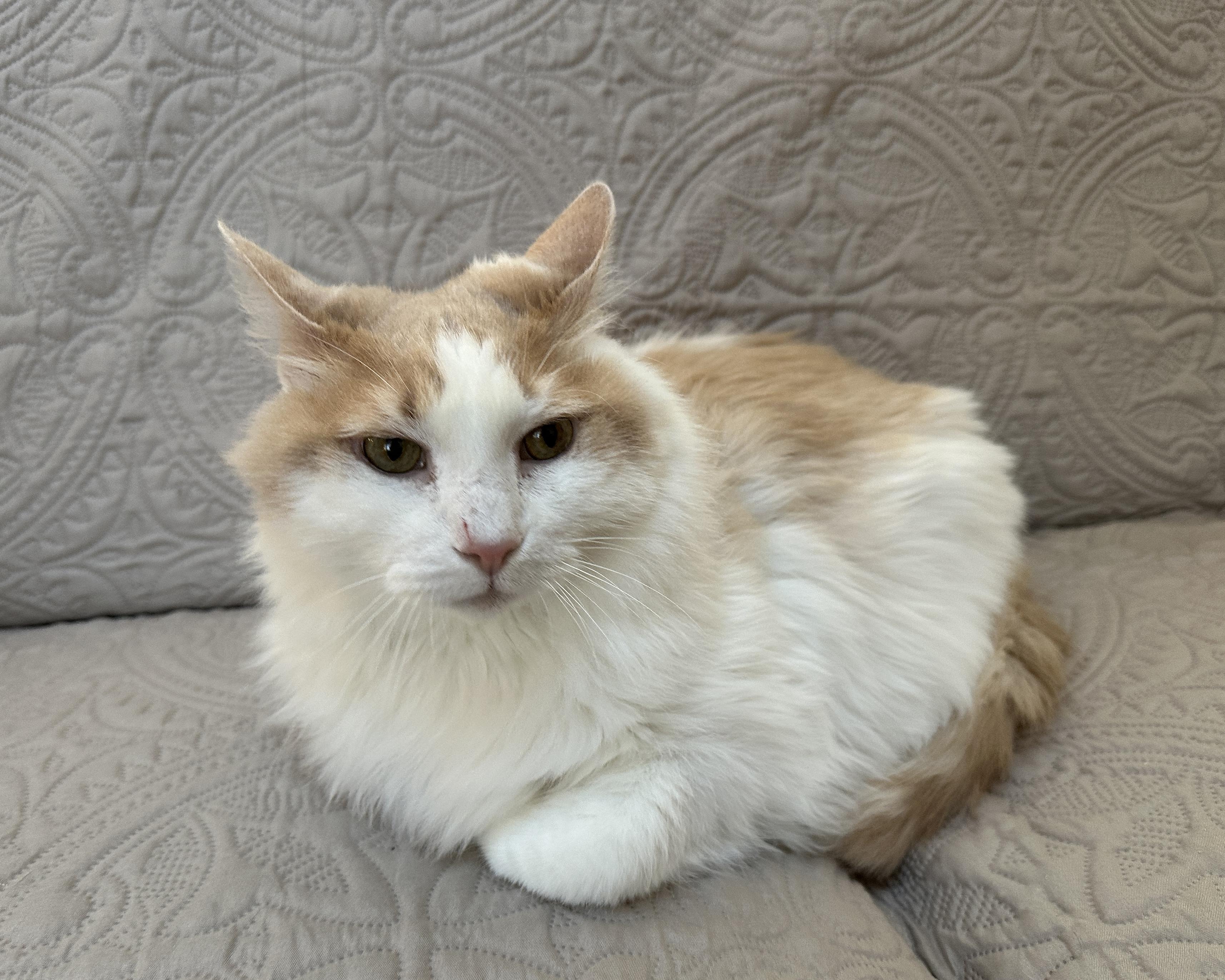 Enlarge Icee, a Adoptable Domestic Medium Hair in Baltimore, MD image 5/5