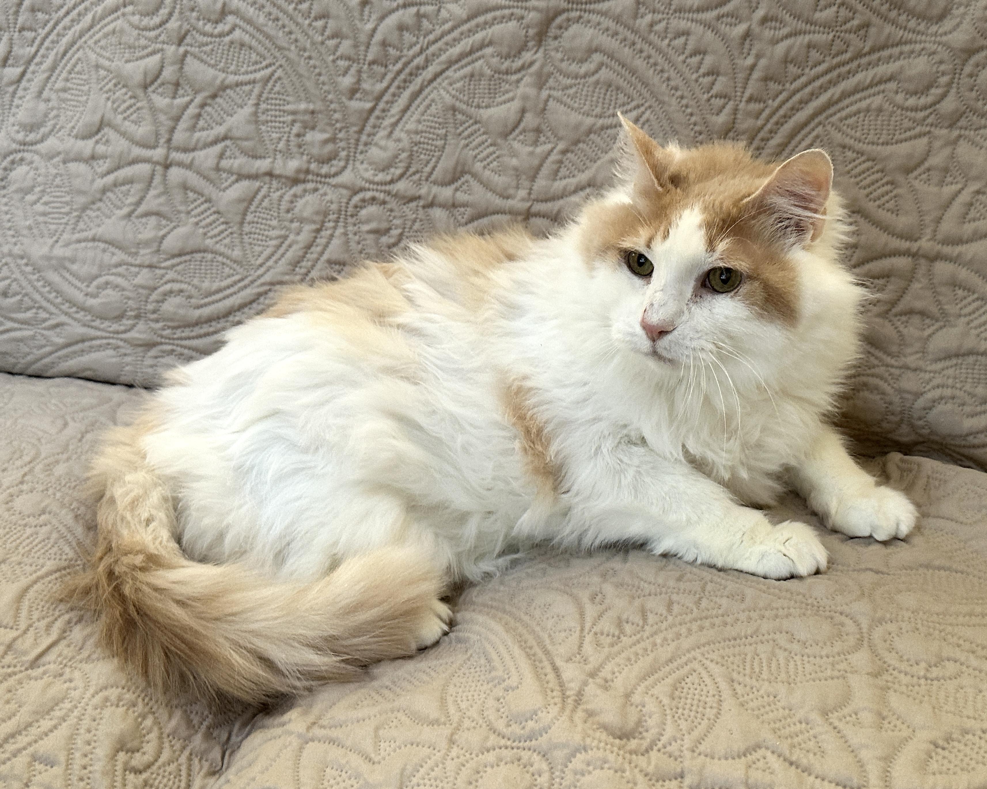 Enlarge Icee, a Adoptable Domestic Medium Hair in Baltimore, MD image 1/5
