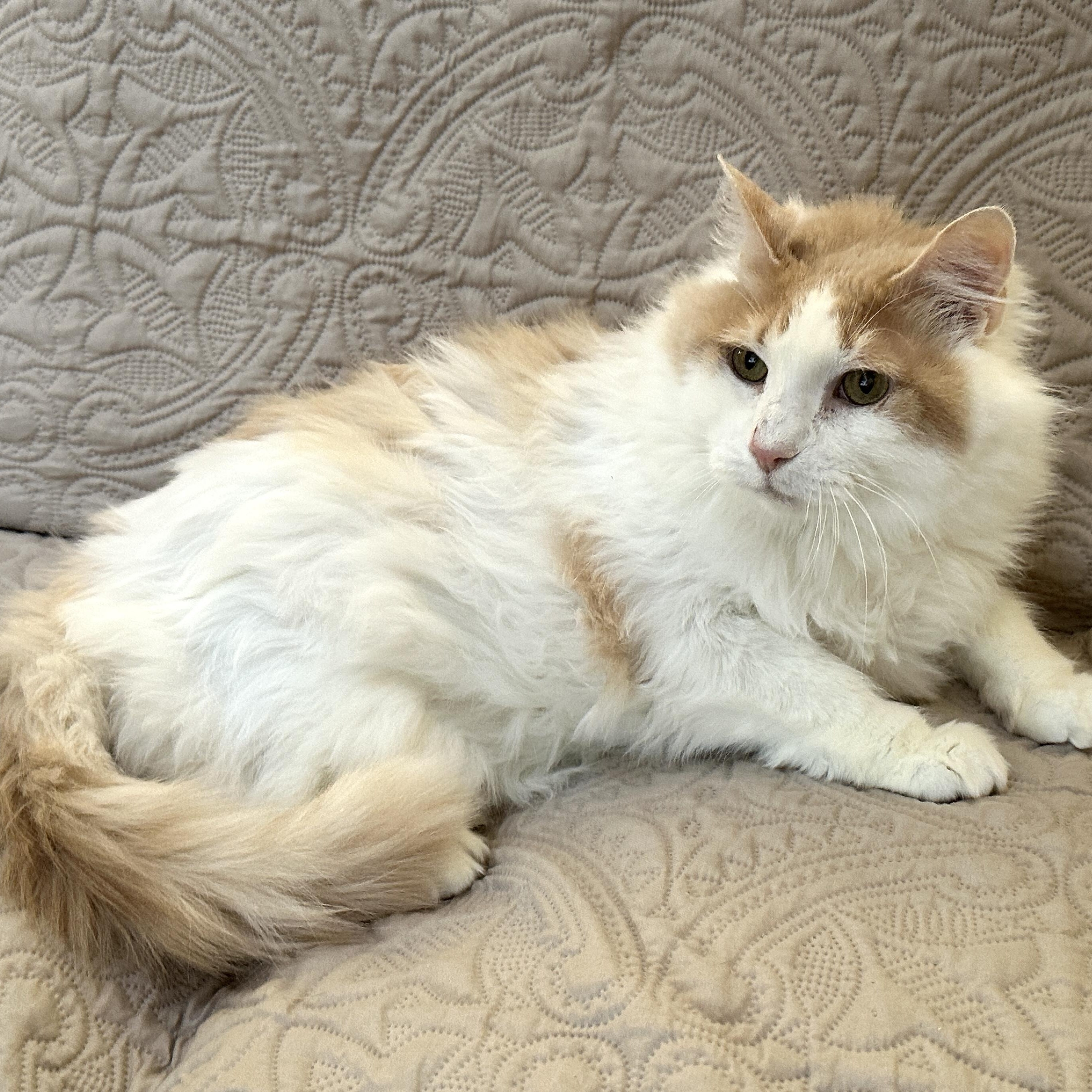 Enlarge Icee, a Adoptable Domestic Medium Hair in Baltimore, MD image 2/5