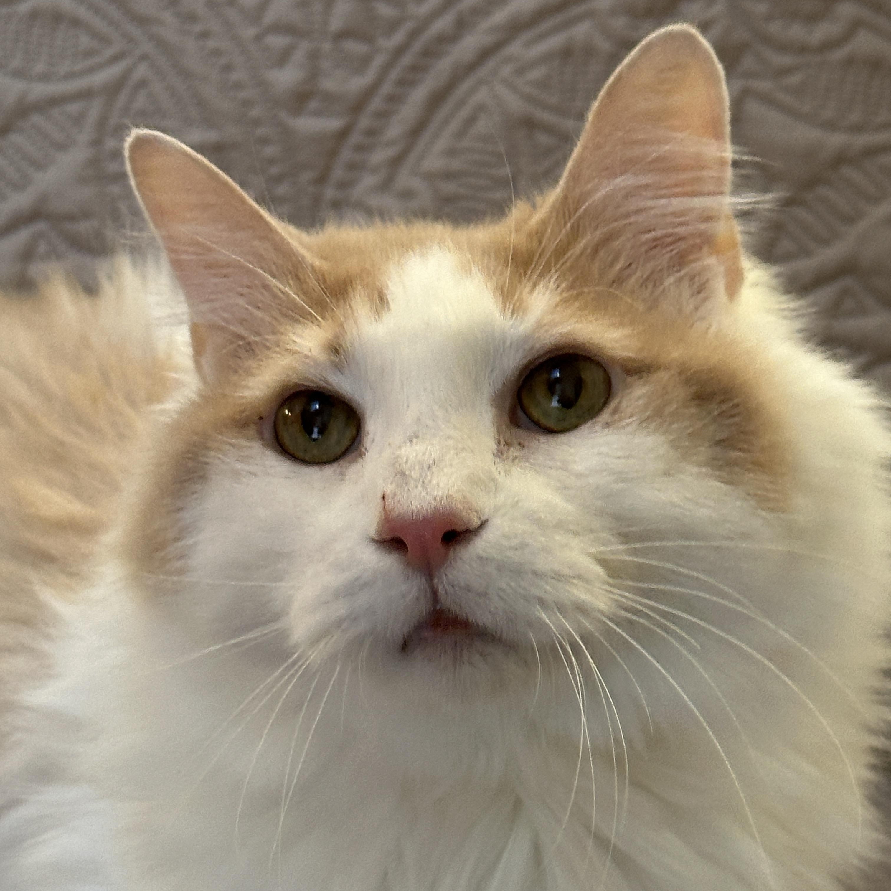 Enlarge Icee, a Adoptable Domestic Medium Hair in Baltimore, MD image 2/5