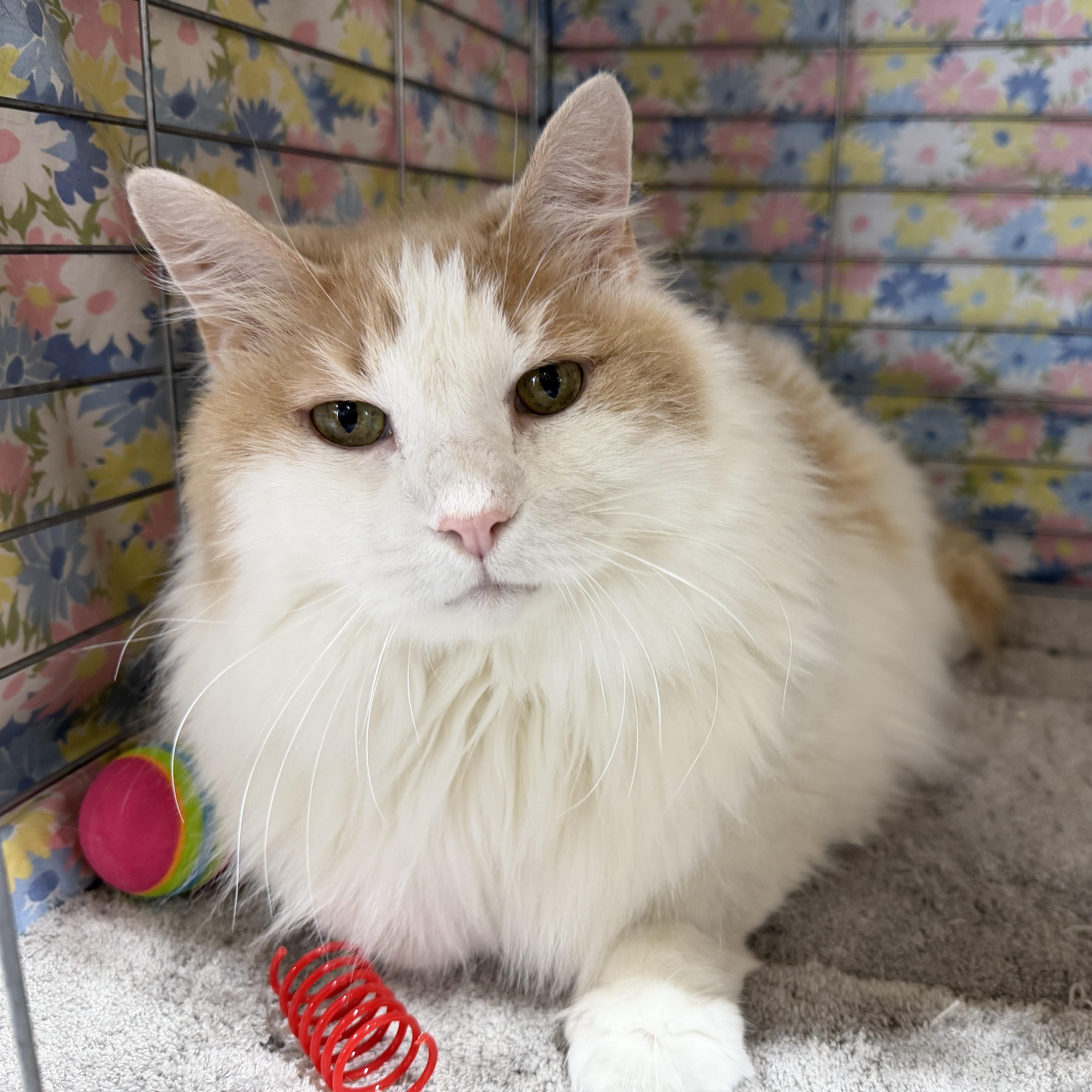 Icee, Adoptable, Senior Male Domestic Medium Hair.