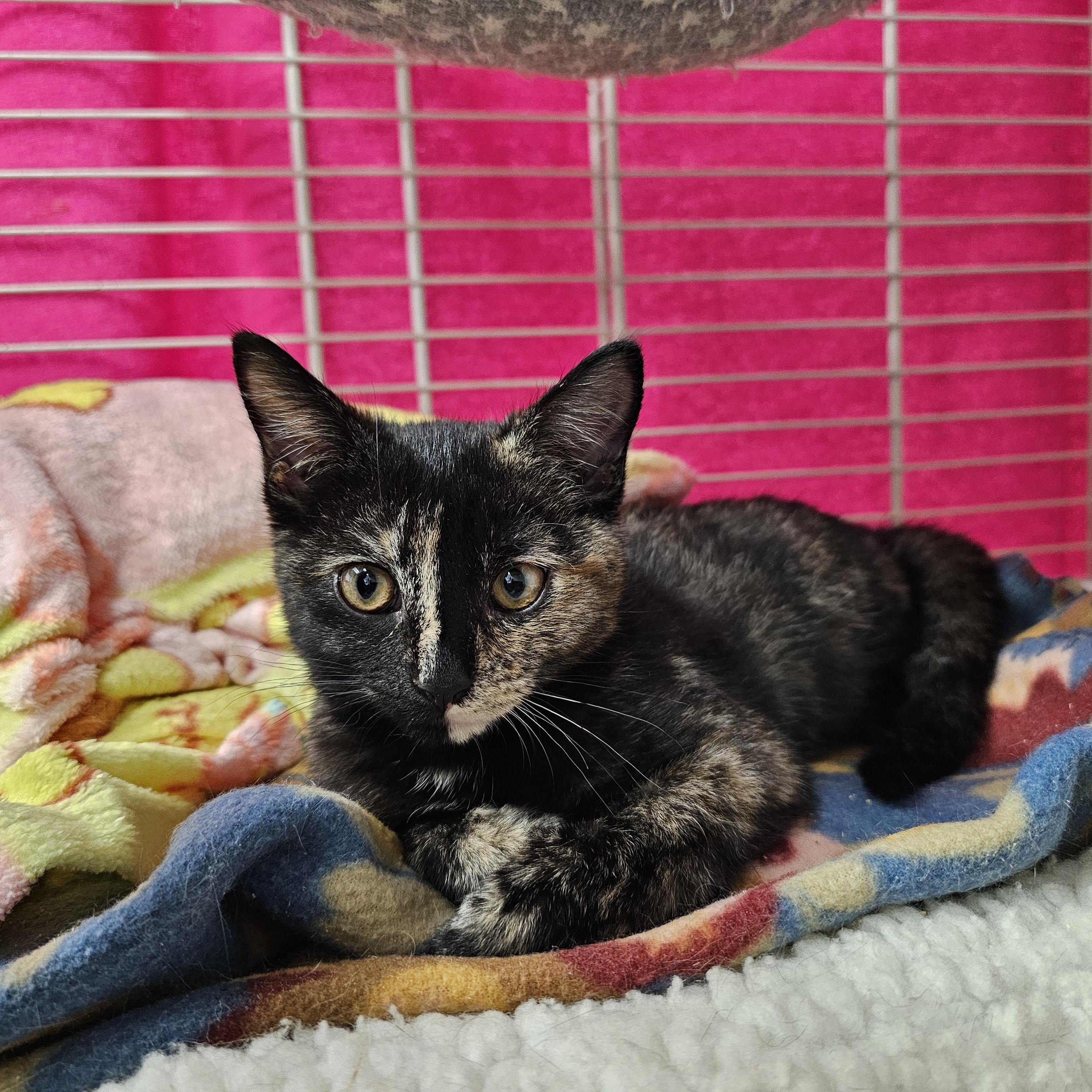 Enlarge Pebbles, an adopted Domestic Short Hair in Margate, FL image 1/1