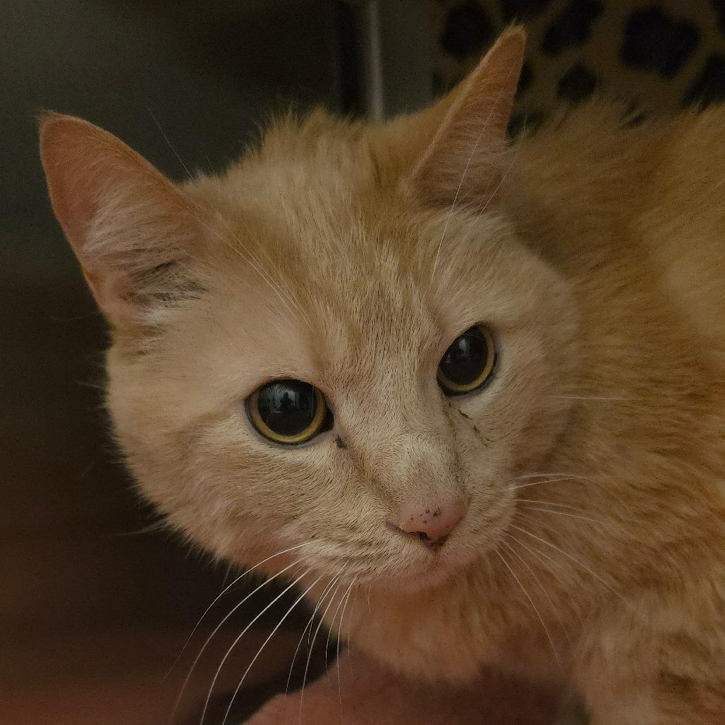 Crawley, Adoptable, Senior Male Domestic Short Hair.