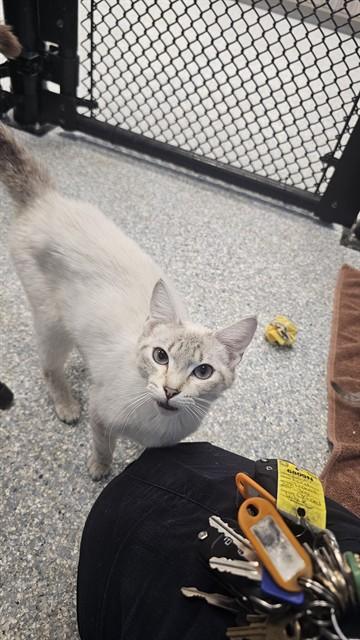 WAHOO, Adoptable, Young Female Domestic Short Hair.