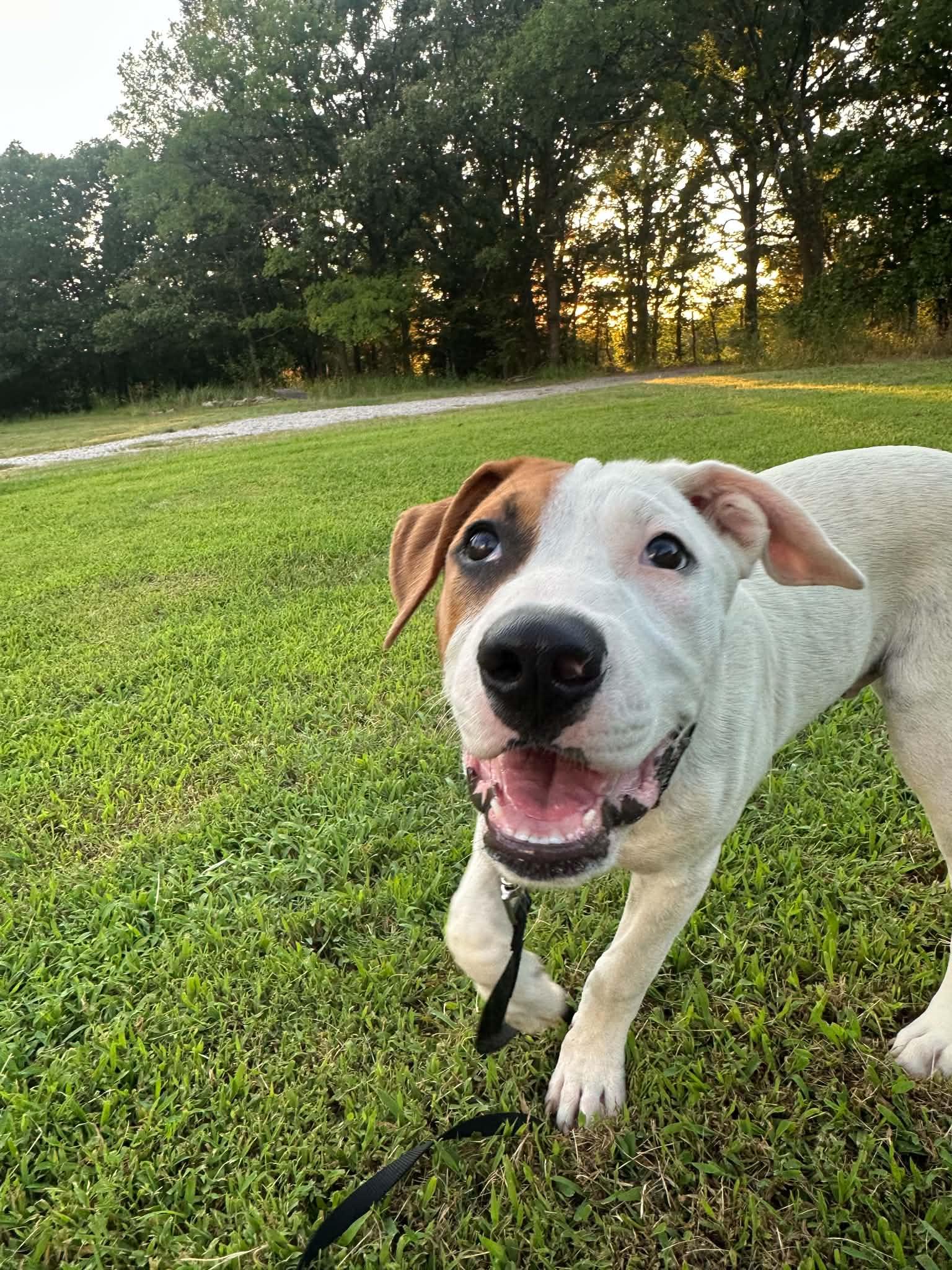 Mac, a ADOPTABLE Mixed Breed in Okemah, OK image 2/5