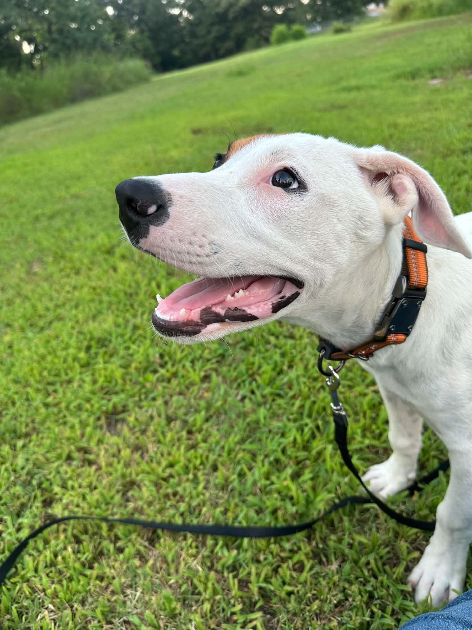 Mac, a ADOPTABLE Mixed Breed in Okemah, OK image 3/5