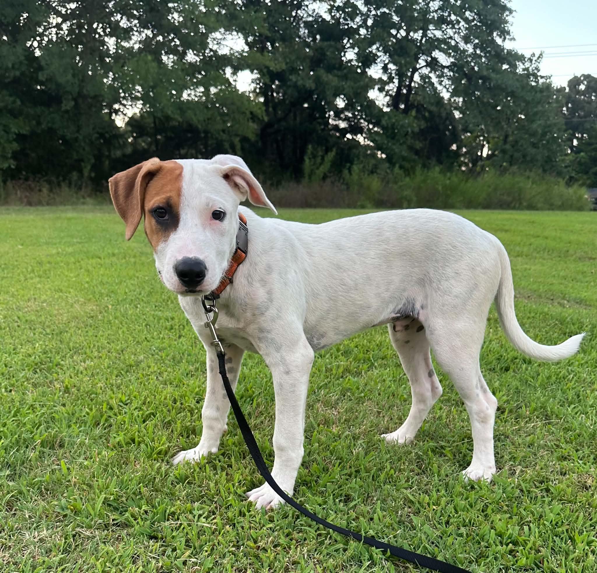 Mac, a ADOPTABLE Mixed Breed in Okemah, OK image 4/5
