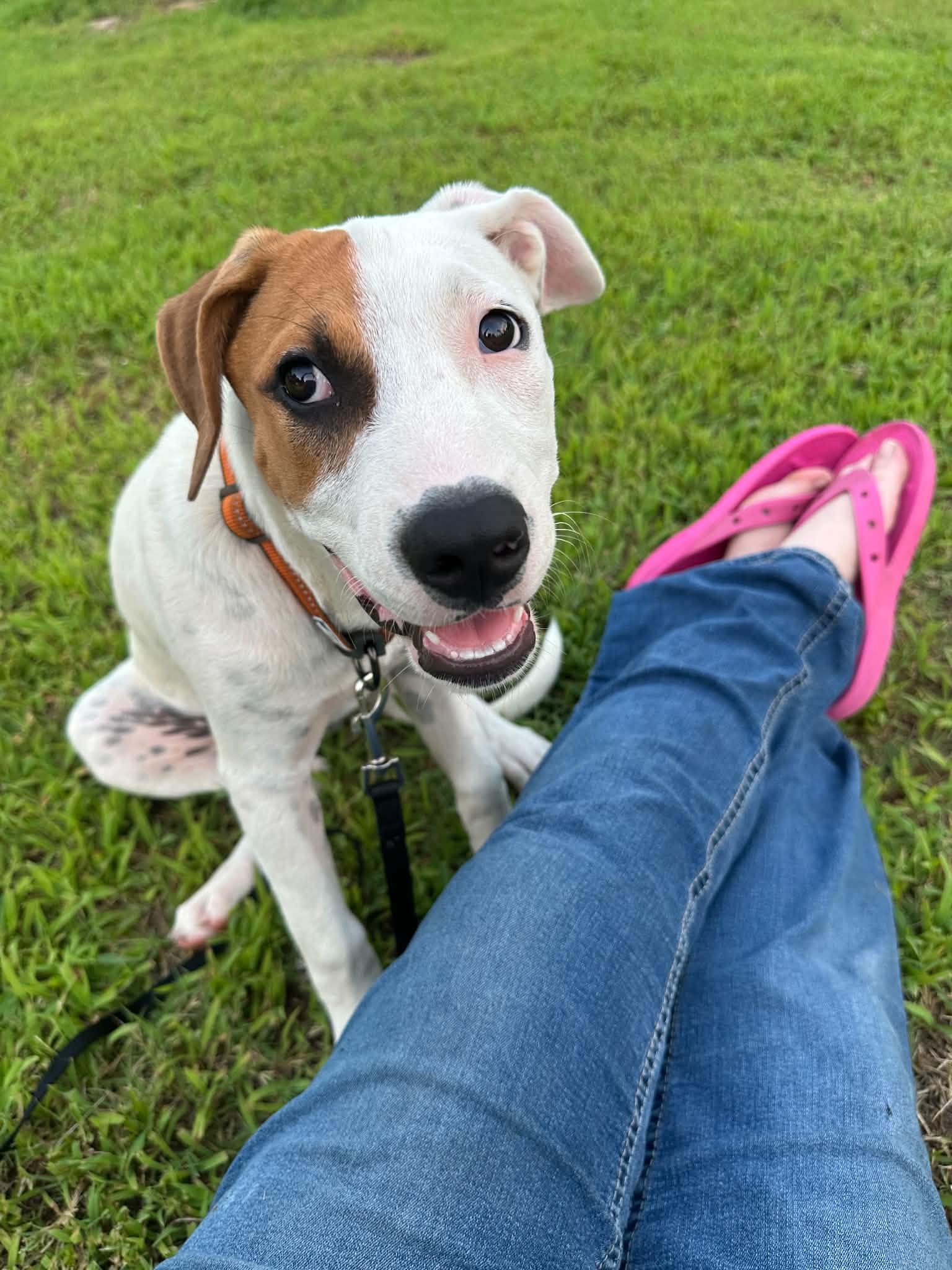 Mac, ADOPTABLE, Puppy Male Mixed Breed.