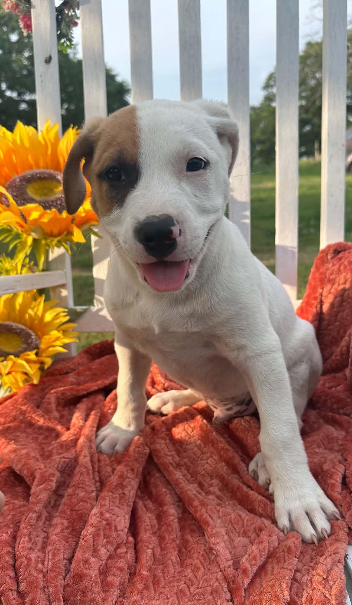 Mac, ADOPTABLE, Puppy Male Mixed Breed.