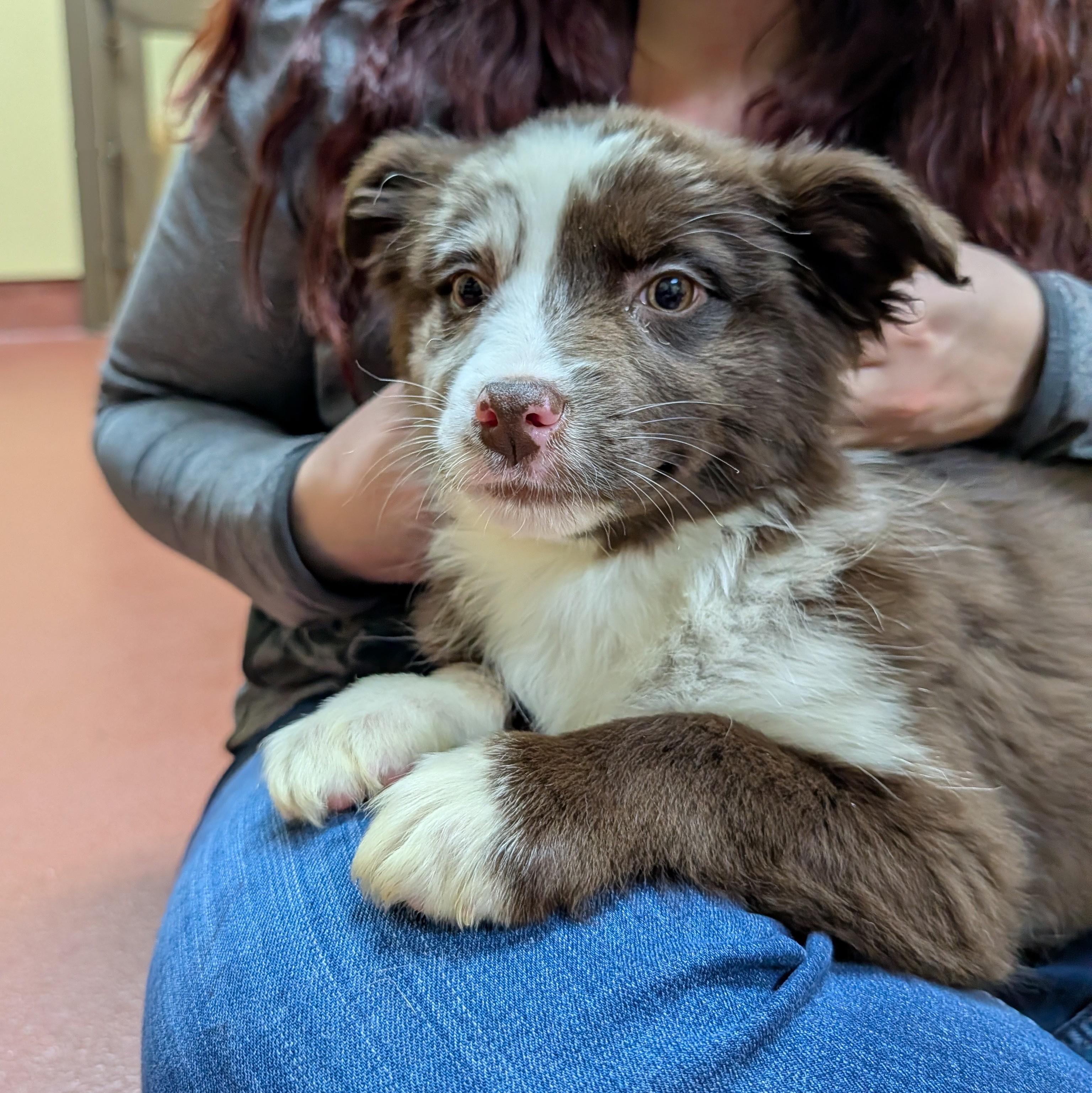 Enlarge Lacey, an adopted Australian Shepherd in POTOMAC, MD image 3/3