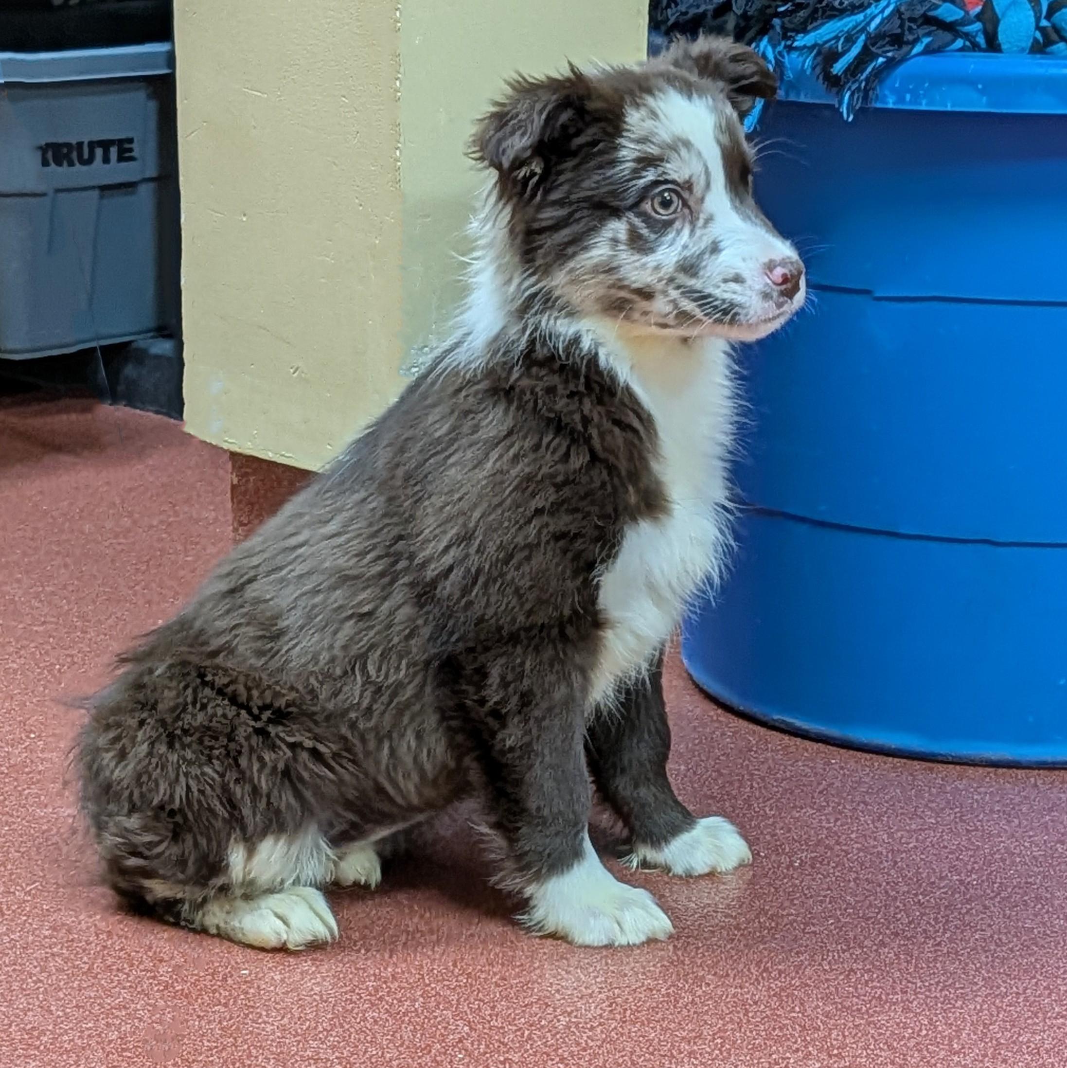Enlarge Lacey, an adopted Australian Shepherd in POTOMAC, MD image 2/3