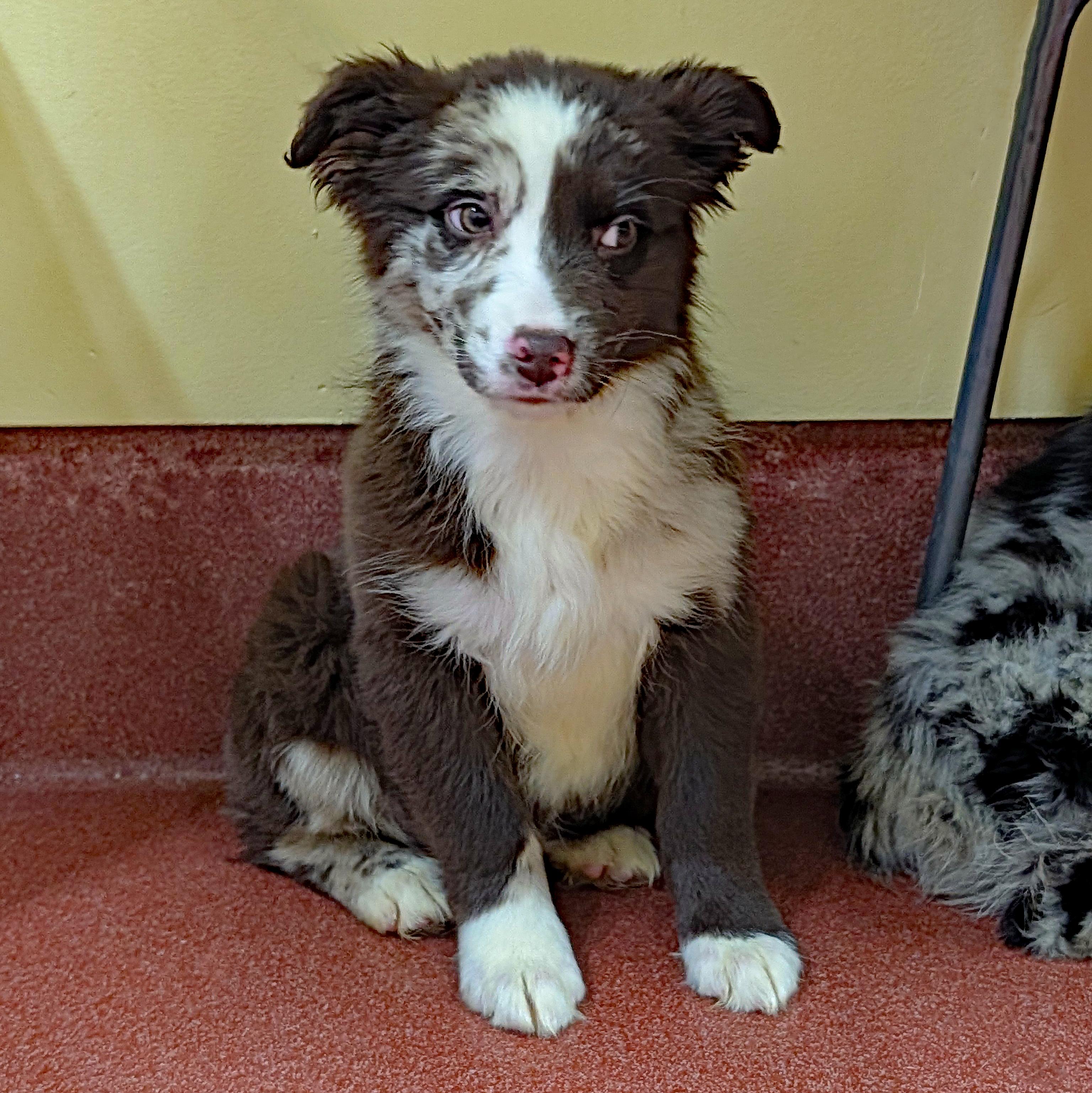 Enlarge Lacey, an adopted Australian Shepherd in POTOMAC, MD image 1/3