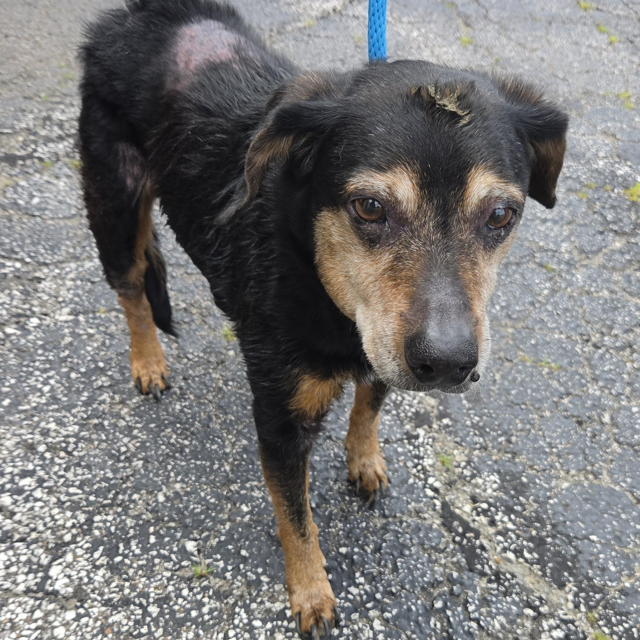 Enlarge Taz, an adopted mixed breed in Medina, OH image 1/1