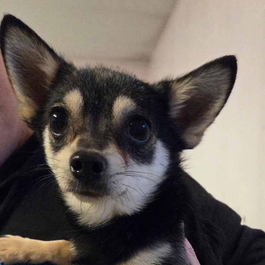 Linus, ADOPTABLE, Young Male Chihuahua.