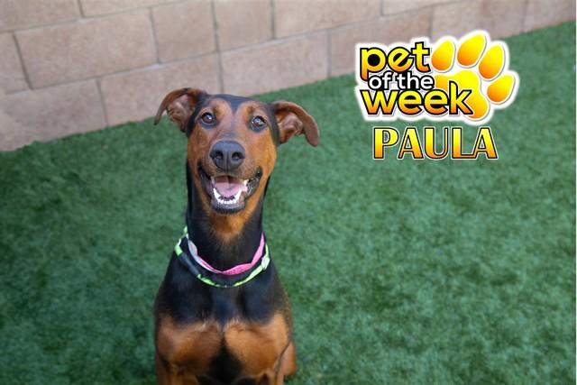 Enlarge PAULA, a Adoptable mixed breed in Moreno Valley, CA image 1/1