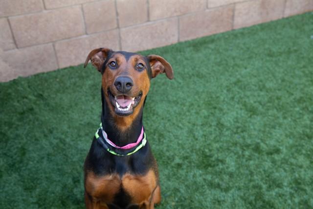 PAULA, Adoptable, Young Female Doberman Pinscher & Mixed Breed.