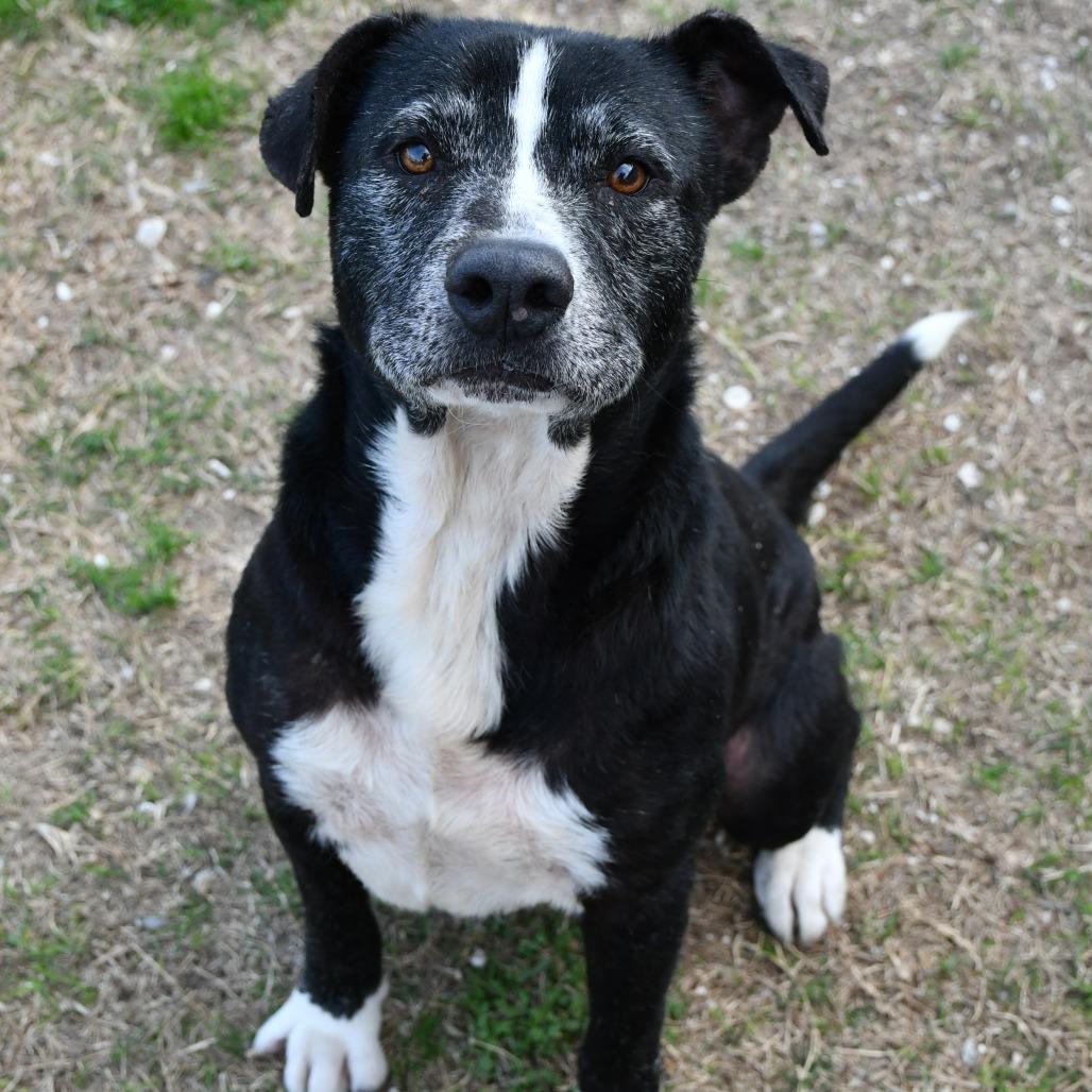Mark, Adoptable, Adult Male Black Labrador Retriever & Shepherd.