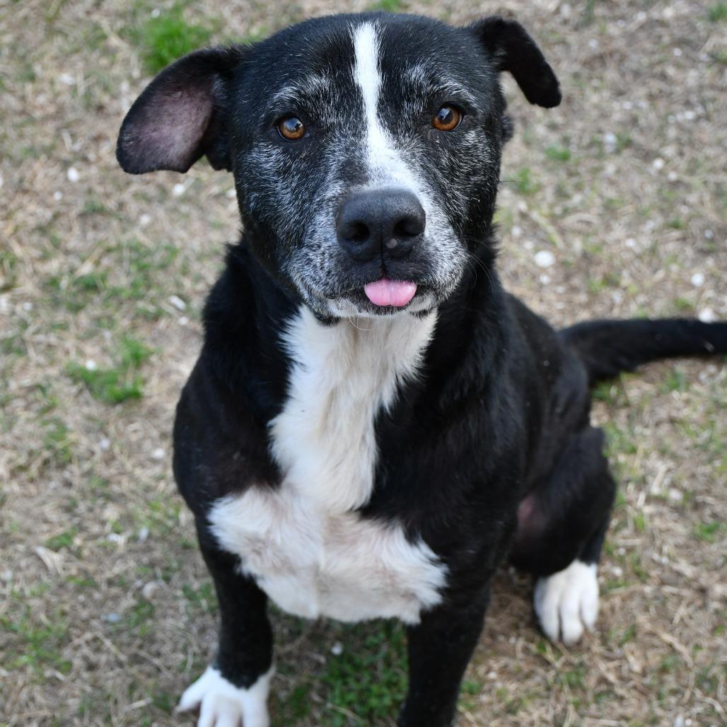 Mark, a Adoptable mixed breed in Beaumont, TX image 2/5