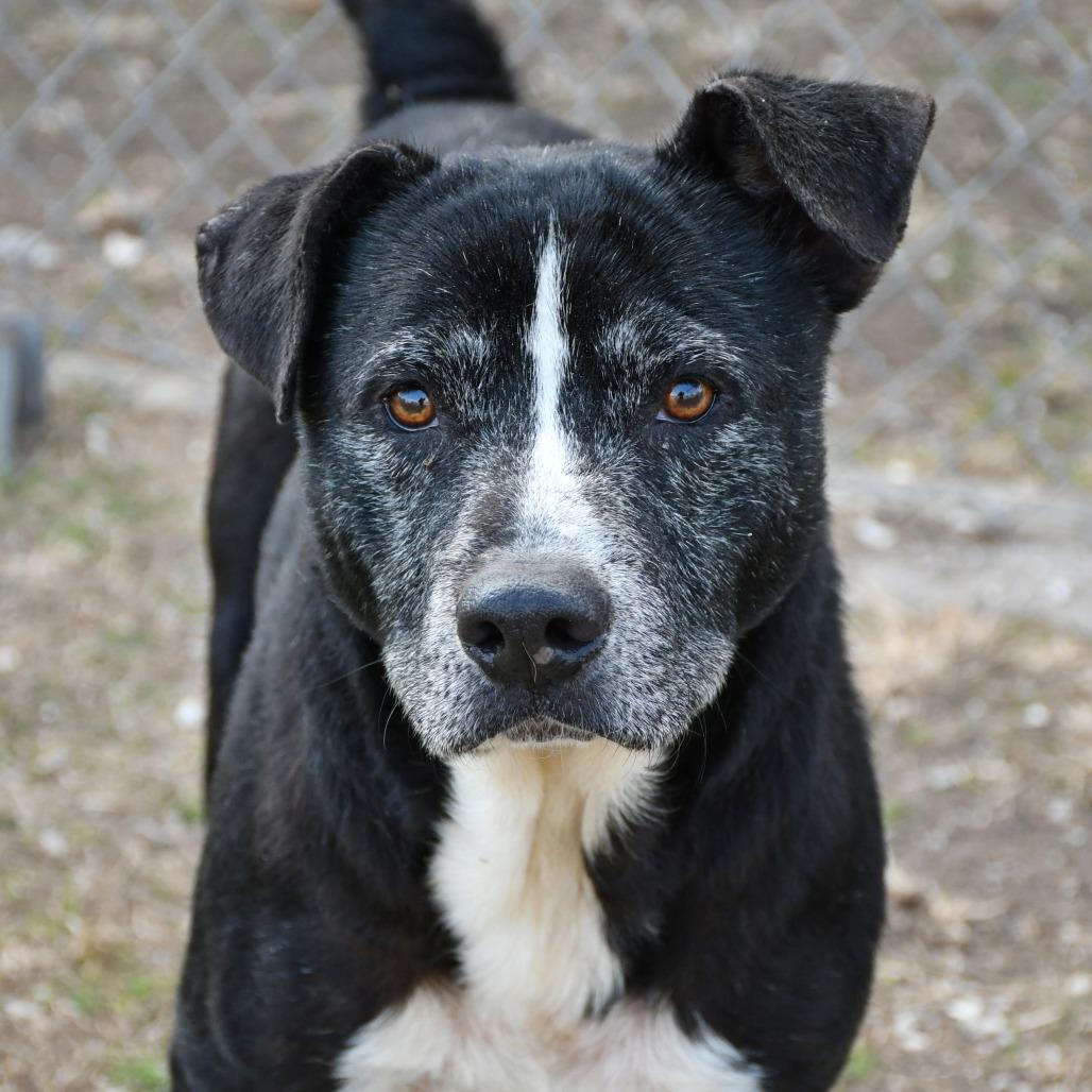 Mark, a Adoptable mixed breed in Beaumont, TX image 3/5