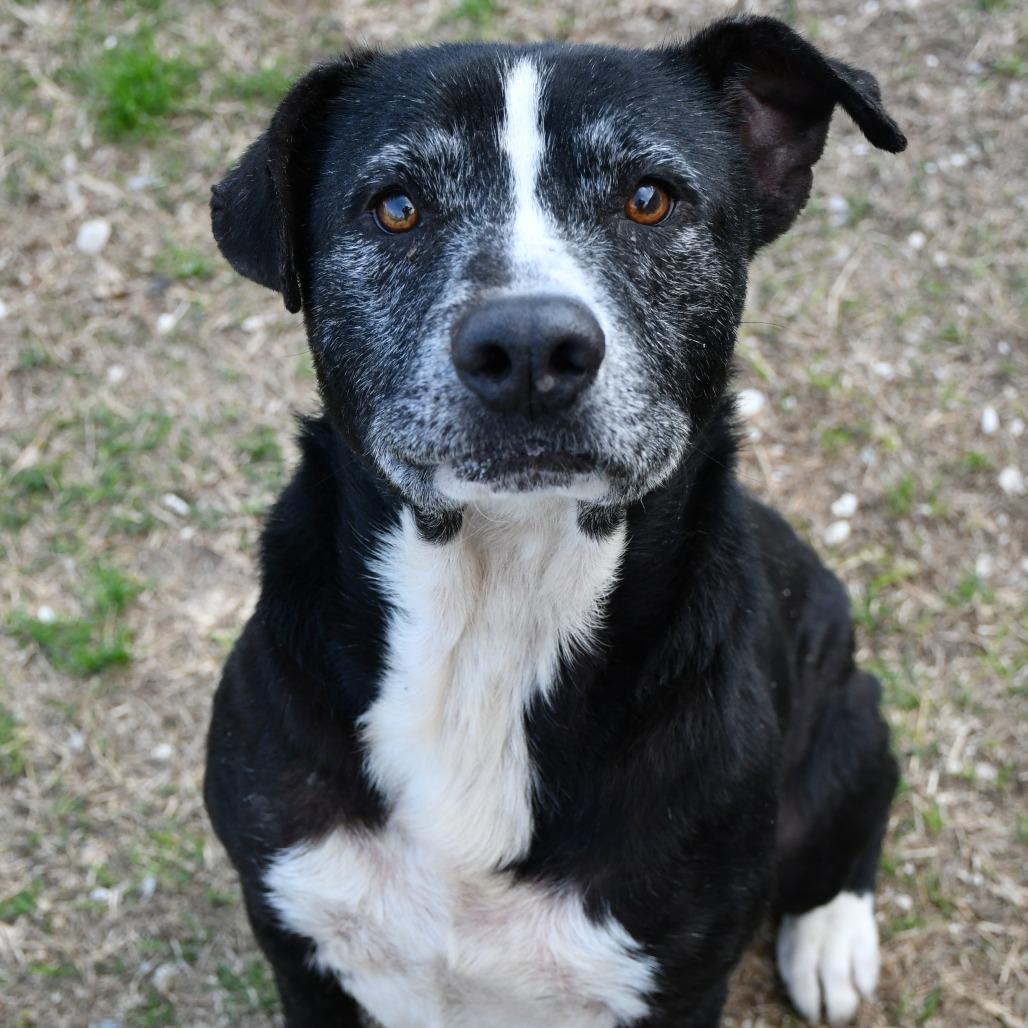 Mark, a Adoptable mixed breed in Beaumont, TX image 4/5