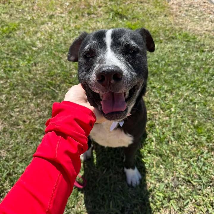 Enlarge Mark, a Adoptable mixed breed in Beaumont, TX image 5/6