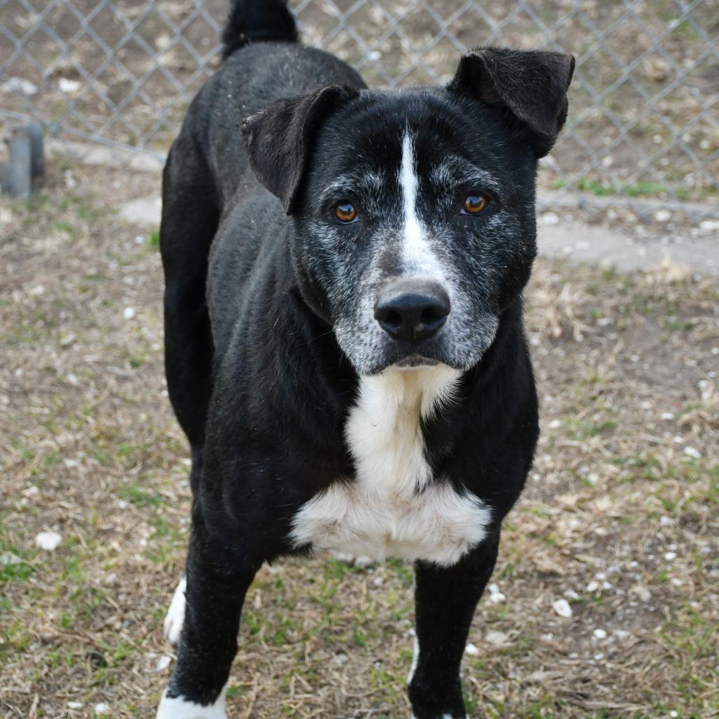 Mark, a Adoptable mixed breed in Beaumont, TX image 5/5