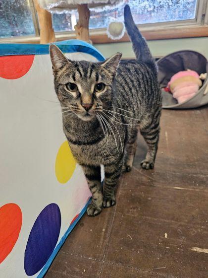 Zindy, Adoptable, Adult Female Domestic Short Hair & Domestic Short Hair.