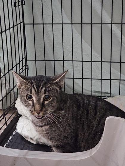 Enlarge Zindy, a Adoptable mixed breed in Berwick, PA image 1/1