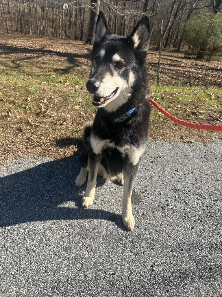 Enlarge Jose, a Adoptable Husky in Sharpsburg, GA image 1/3
