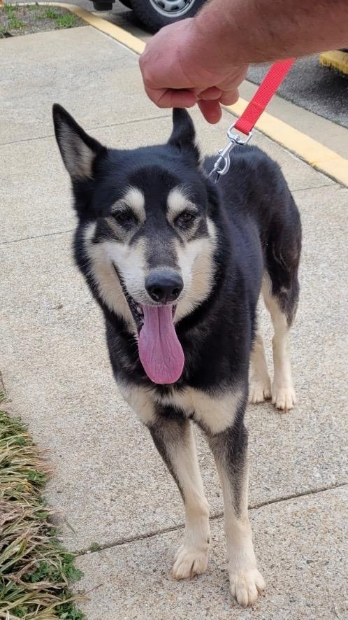 Enlarge Jose, a Adoptable Husky in Sharpsburg, GA image 2/3