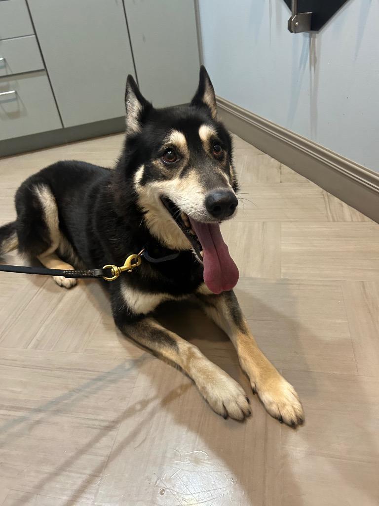 Jose, Adoptable, Adult Male Husky.